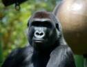Un gorille du zoo de San Diego contaminé au Covid-19 est guéri