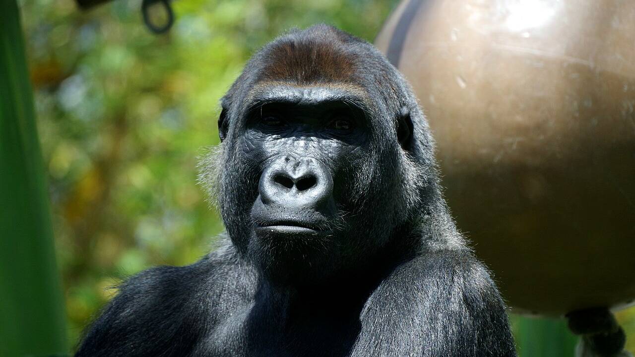 Un gorille du zoo de San Diego contaminé au Covid-19 est guéri