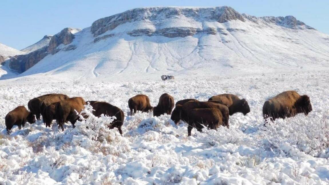 Un siècle après leur disparition, des bisons réintroduits au Mexique avec succès