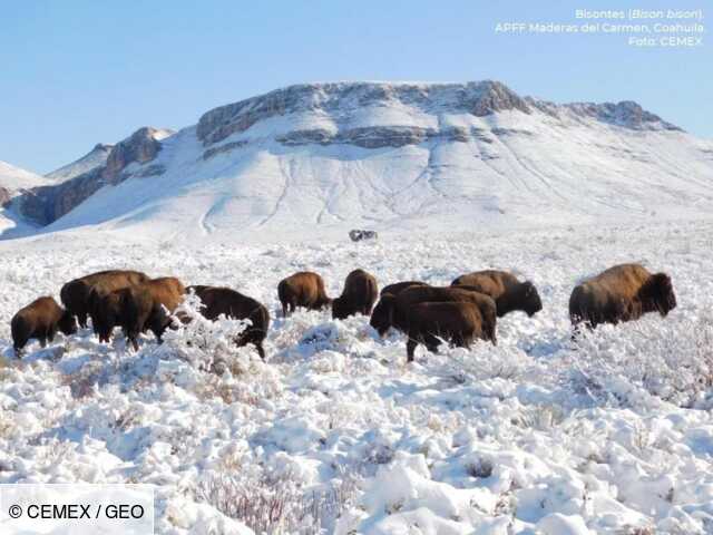 Photo of Un siglo después de su desaparición, el bisonte fue reintroducido con éxito en México