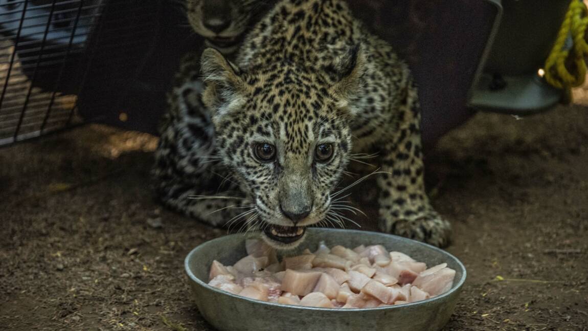 Au Nicaragua, deux bébés jaguars sauvés des trafiquants grâce aux réseaux sociaux