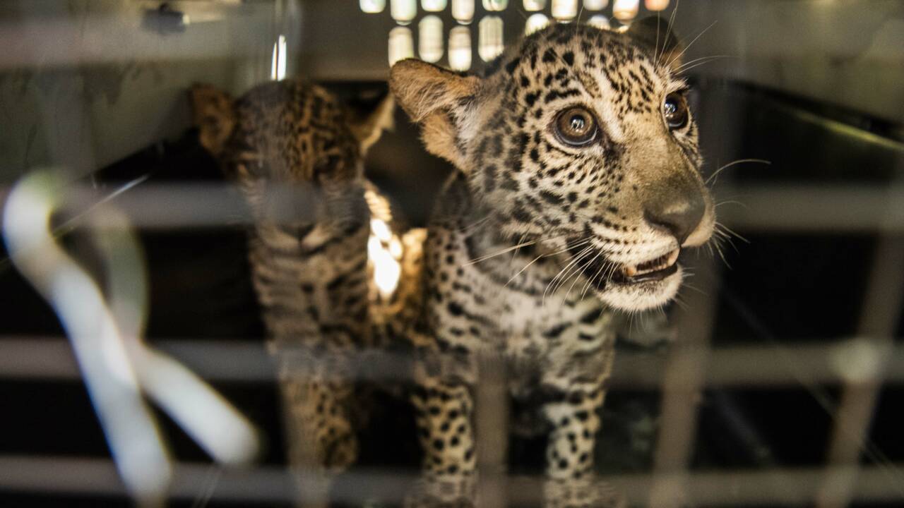 Au Nicaragua, deux bébés jaguars sauvés des trafiquants grâce aux réseaux sociaux