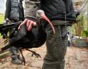 Huit ibis chauves du zoo de Besançon vont être réintroduits en Espagne