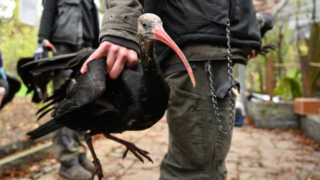 Huit ibis chauves du zoo de Besançon vont être réintroduits en Espagne
