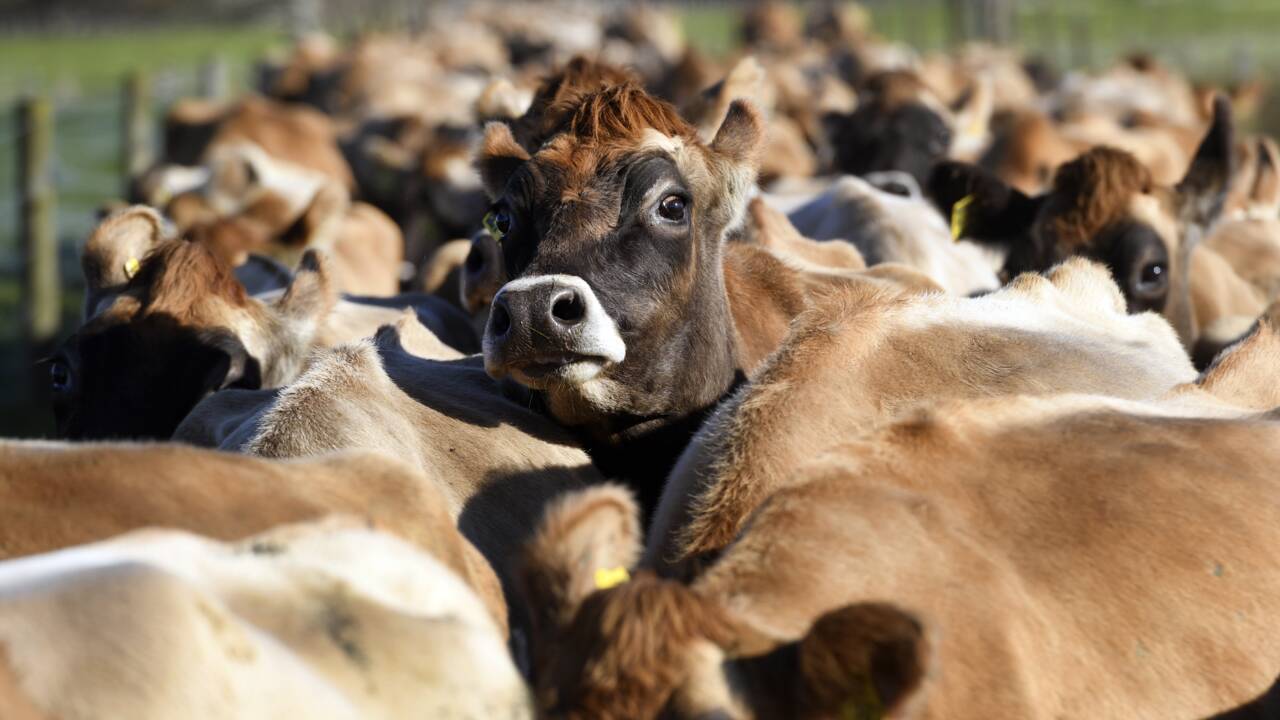 Moins de vaches, plus de voitures électriques: les pistes néo-zélandaises vers la neutralité carbone