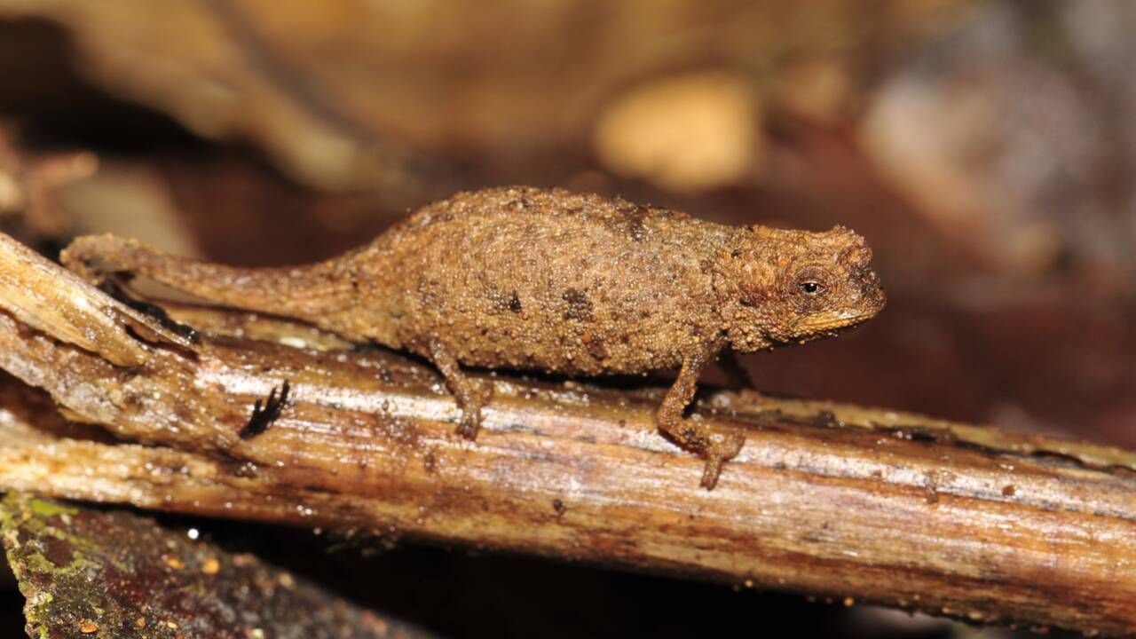 Le plus petit caméléon au monde découvert dans les forêts de Madagascar