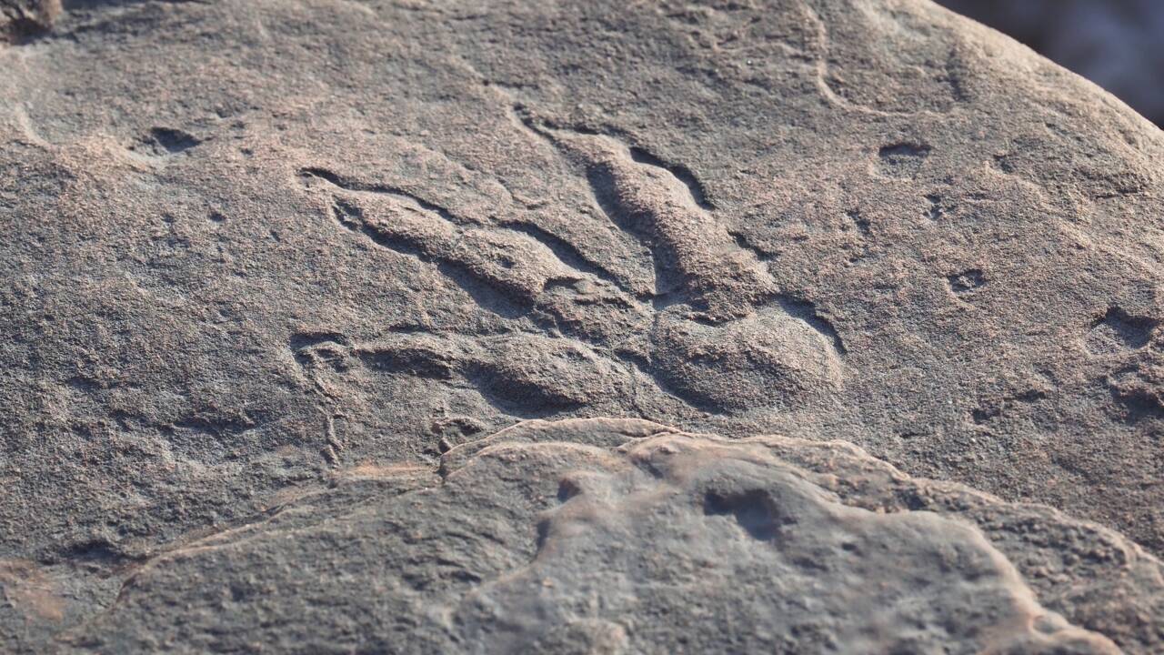 Une fillette découvre une empreinte de dinosaure de 220 millions d'années sur une plage galloise