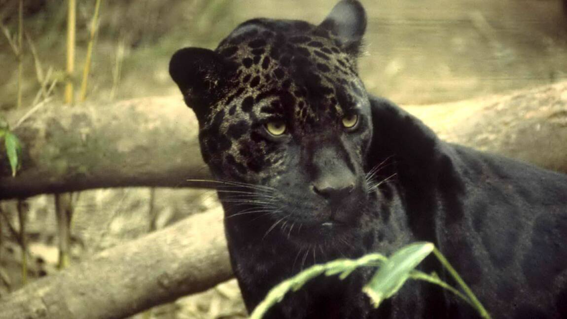 Un léopard noir extrêmement rare photographié en Inde