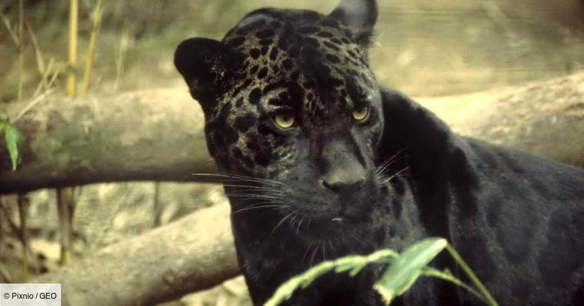 Un Leopard Noir Extremement Rare Photographie En Inde Geo Fr