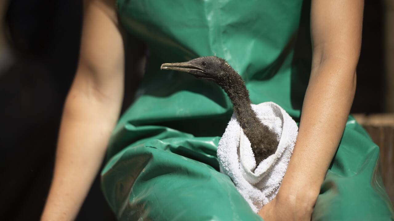 Une équipe secourt des centaines de cormorans abandonnés et affamés en Afrique du Sud