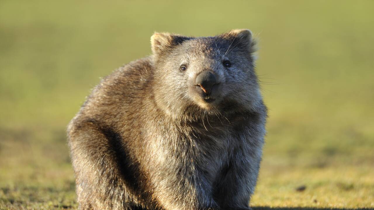 Le wombat ou le mystère des cacas cubiques