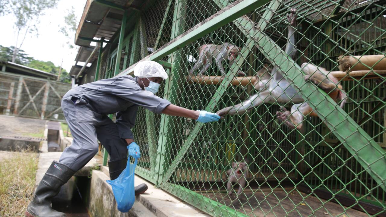 Au Gabon, le long chemin des singes orphelins vers la vie sauvage