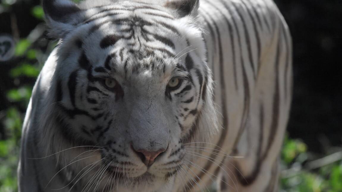 Indonésie: un tigre capturé après avoir réussi à s'échapper d'un zoo
