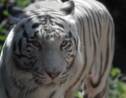 Indonésie: un tigre capturé après avoir réussi à s'échapper d'un zoo
