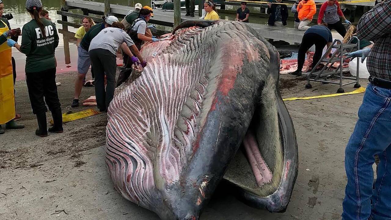 Ce rorqual échoué en Floride en 2019 appartiendrait à une nouvelle espèce de baleine