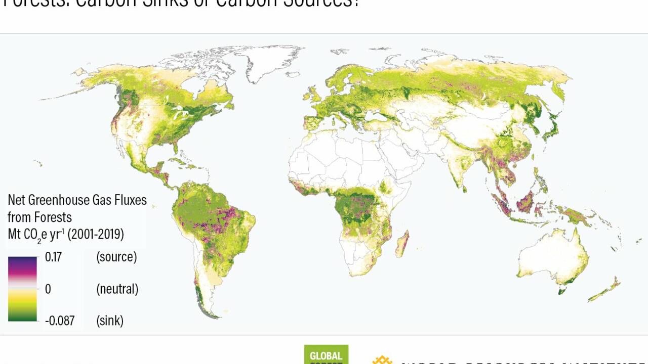 Les forêts mondiales absorbent-elles ou émettent-elles du CO2 ? Une étude fait le point