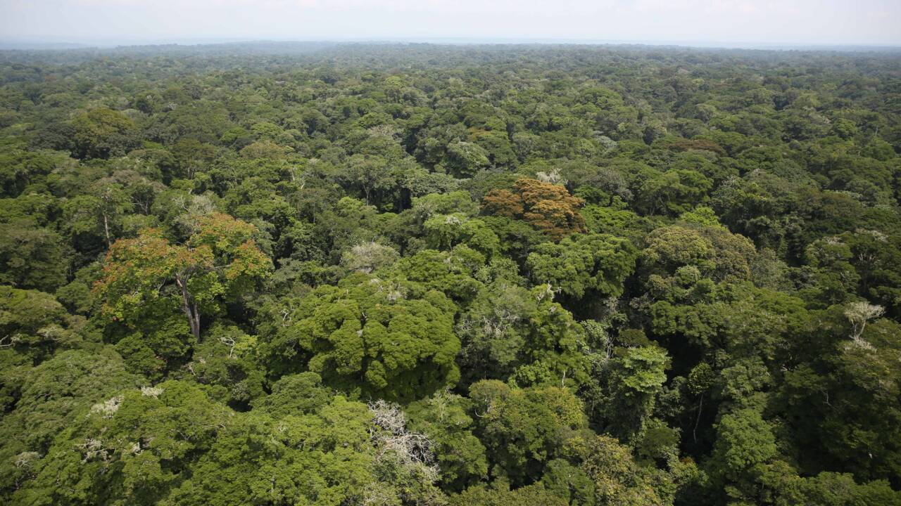 Les forêts mondiales absorbent-elles ou émettent-elles du CO2 ? Une étude fait le point