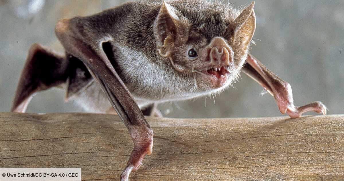 Des Chercheurs Observent Une Chauve Souris Vampire Adopter Le Petit De Son Amie Morte Geo Fr