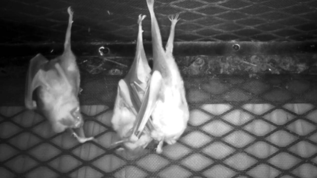 Des chercheurs observent une chauve-souris vampire adopter le petit de son "amie" morte