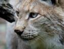 Lynx boréal : portrait d'un félin rare et protégé