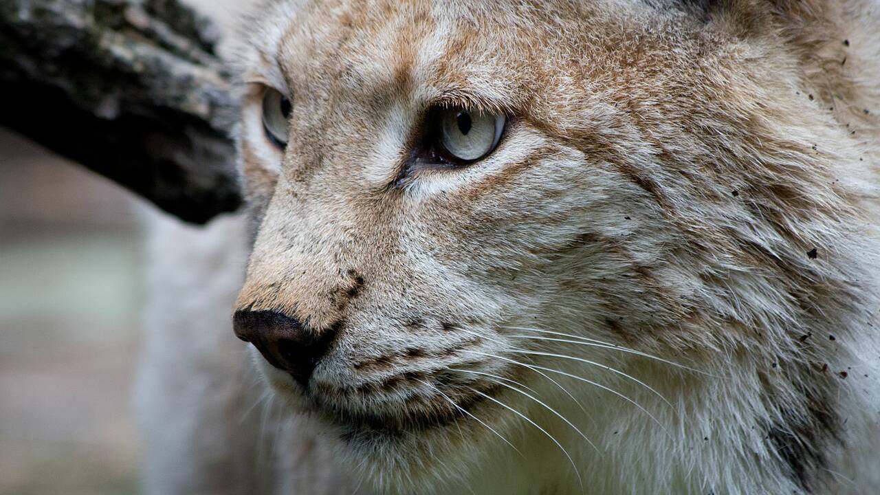 Lynx boréal : portrait d'un félin rare et protégé