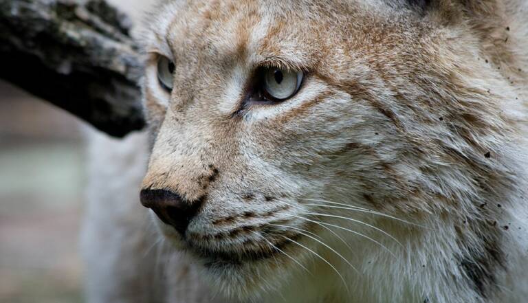 Lynx Boreal Portrait D Un Felin Rare Et Protege Geo Fr