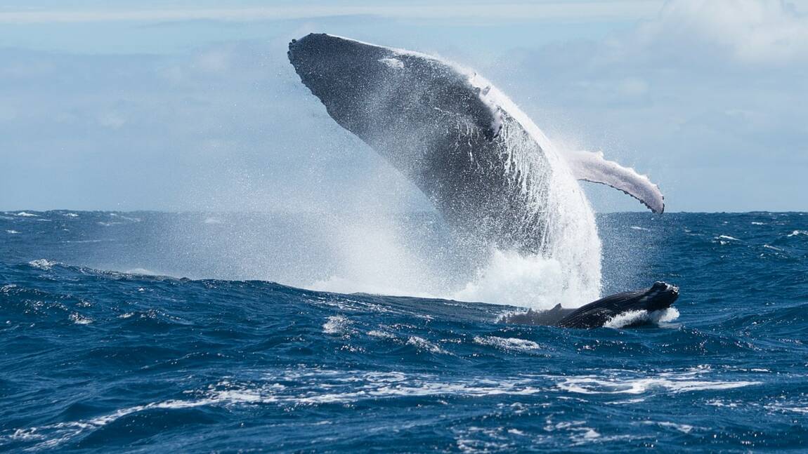 A quoi servent les fanons de la baleine ?
