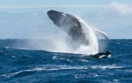 A quoi servent les fanons de la baleine?