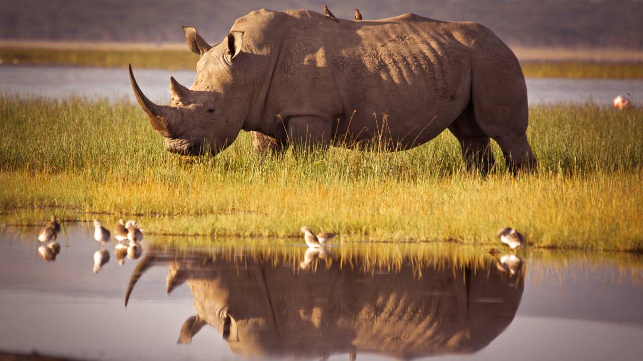 Aucun rhinocéros n'a été braconné au Kenya pour la première fois depuis 21 ans
