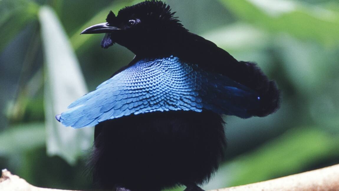 Le paradisier superbe, l'oiseau au plumage le plus noir au monde 