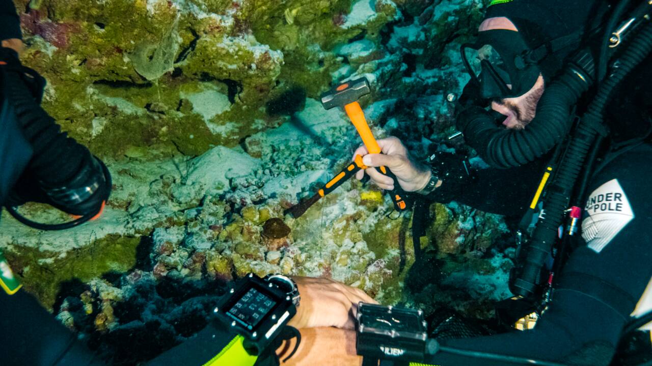 Des observations record à 172 mètres de fond éclairent comment le corail des ténèbres survit sans lumière