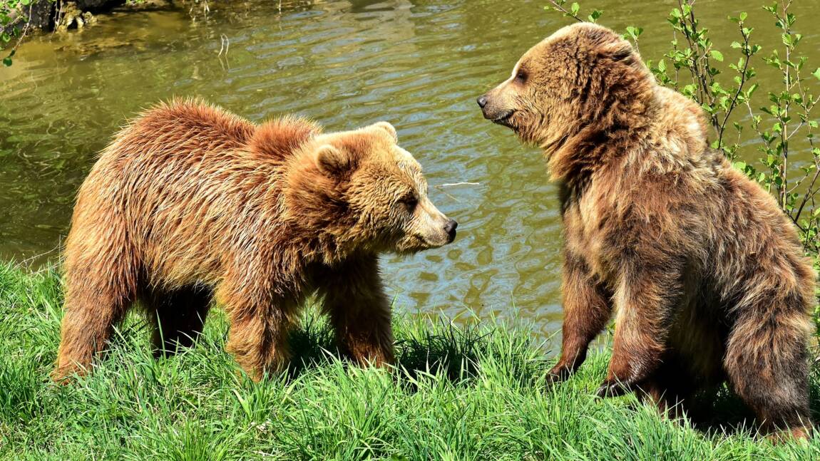 Tout Ce Qu Il Faut Savoir Sur Les Ours Geo Fr