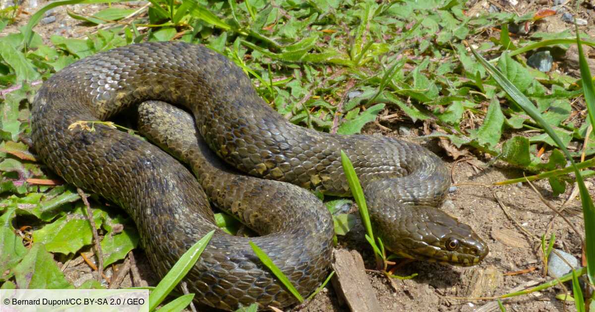 Toutes Les Especes De Serpents Sont Desormais Protegees En France Metropolitaine Geo Fr