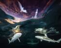 Les magnifiques photos sous-marines primées par l'Underwater Photographer of the Year 2021