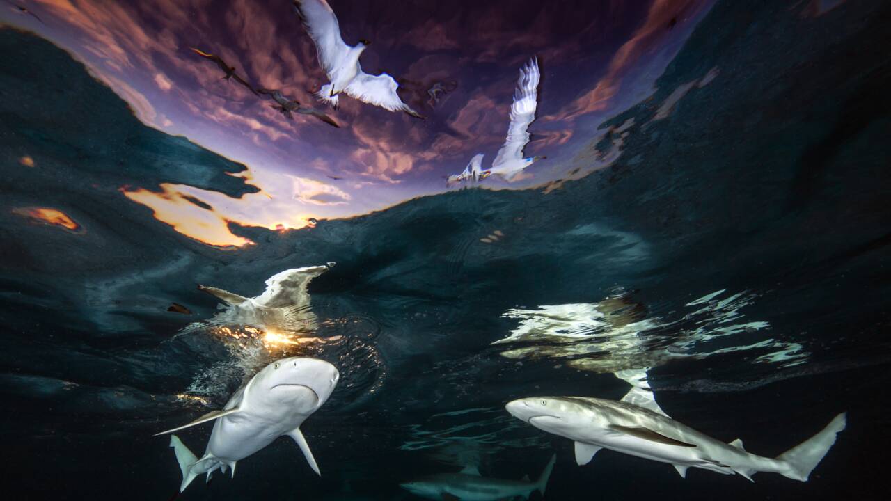 Les magnifiques photos sous-marines primées par l'Underwater Photographer of the Year 2021
