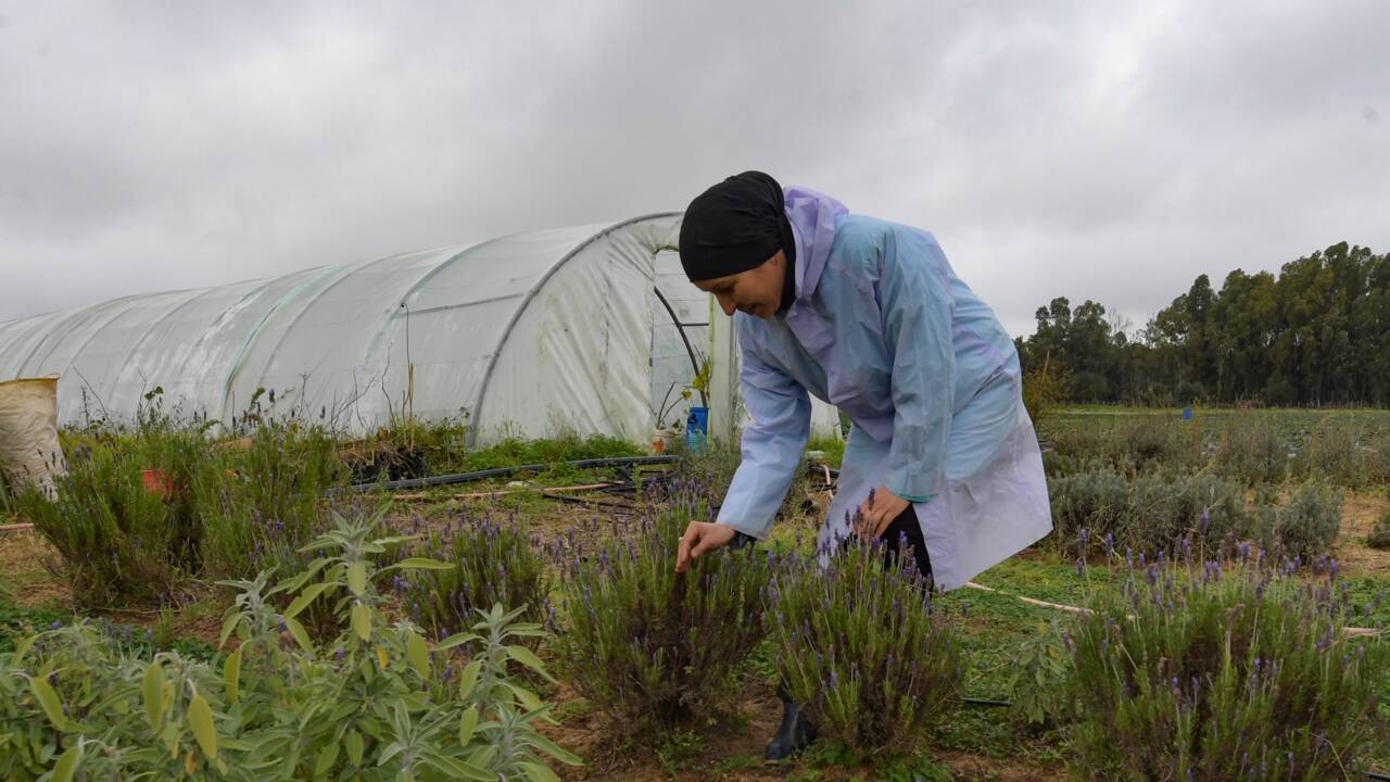 En Tunisie, une cultivatrice développe la culture de fleurs comestibles