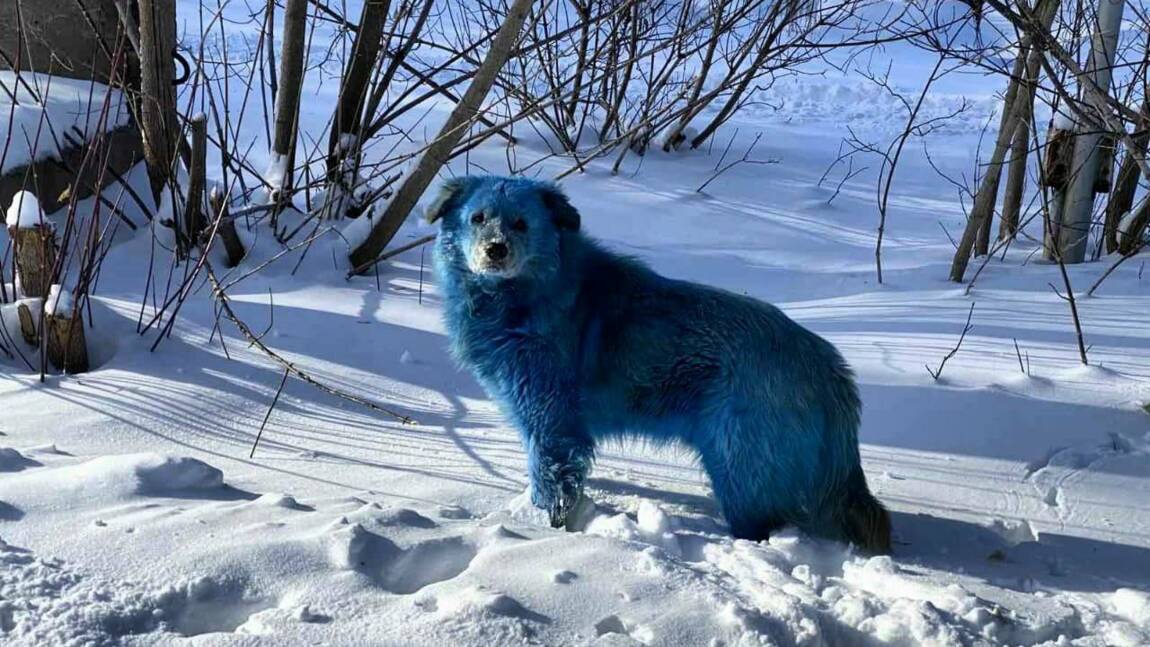 De mystérieux chiens bleus observés à Dzerjinsk, en Russie