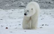 The 5 facts about the polar bear, the lord of the pack ice