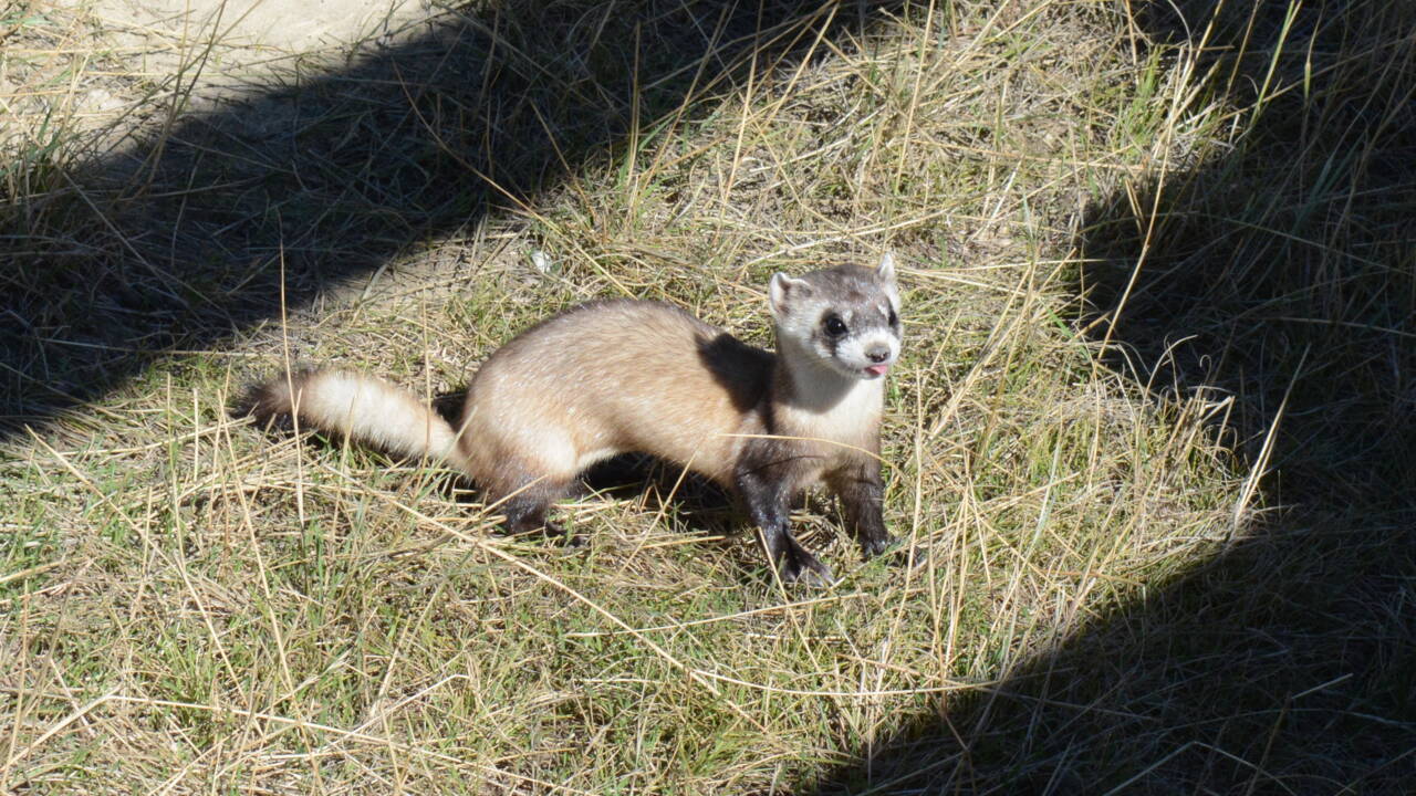 Une Espece Menacee De Putois Clonee Pour La Premiere Fois Aux Etats Unis Geo Fr Une Espece Menacee De Putois Clonee Pour La Premiere Fois Aux Etats Unis Geo Fr