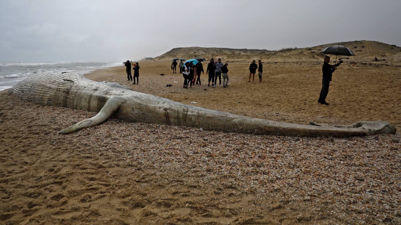 Israël: une baleine morte échouée sur la côte après une tempête