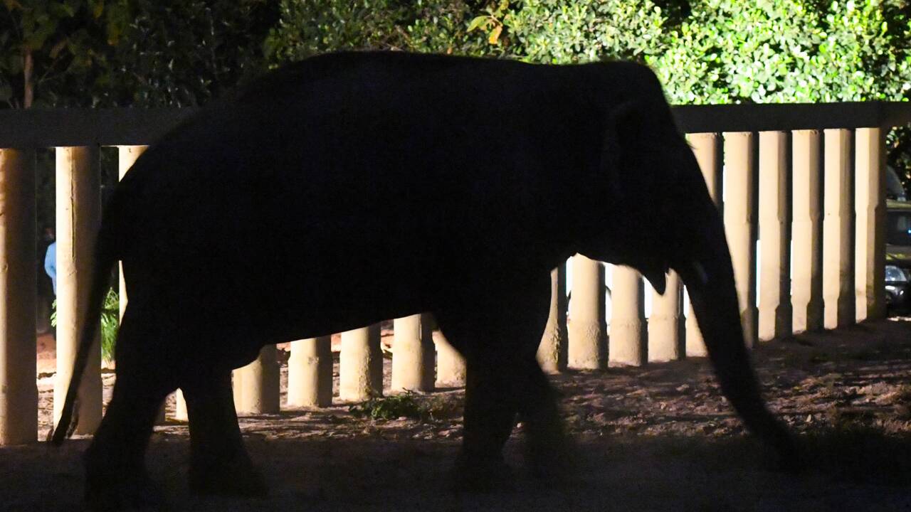Le zoo d'Islamabad va se réinventer après le départ de l'éléphant Kaavan