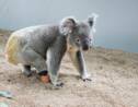 Ce koala, né sans un pied, peut maintenant courir et grimper grâce à l'aide d'un dentiste