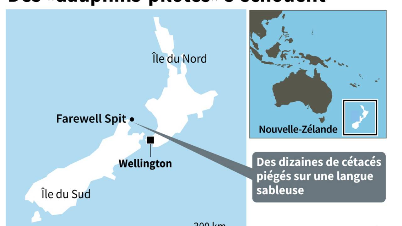 Des dizaines de "dauphins-pilotes" échoués en Nouvelle-Zélande