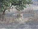 Inde : la dernière population de lions d'Asie menacée par la maladie de Carré