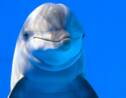 Les dauphins auraient une personnalité proche de celle des humains