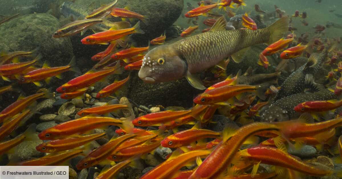 Un Tiers Des Poissons D Eau Douce Sont Menaces D Extinction Selon Un Rapport Geo Fr