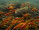 Un tiers des poissons d'eau douce sont menacés d'extinction, selon un rapport