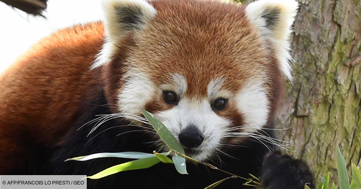 Le Zoo De Lille Accueille Un Jeune Panda Roux Male Pour Tenter La Reproduction Geo Fr