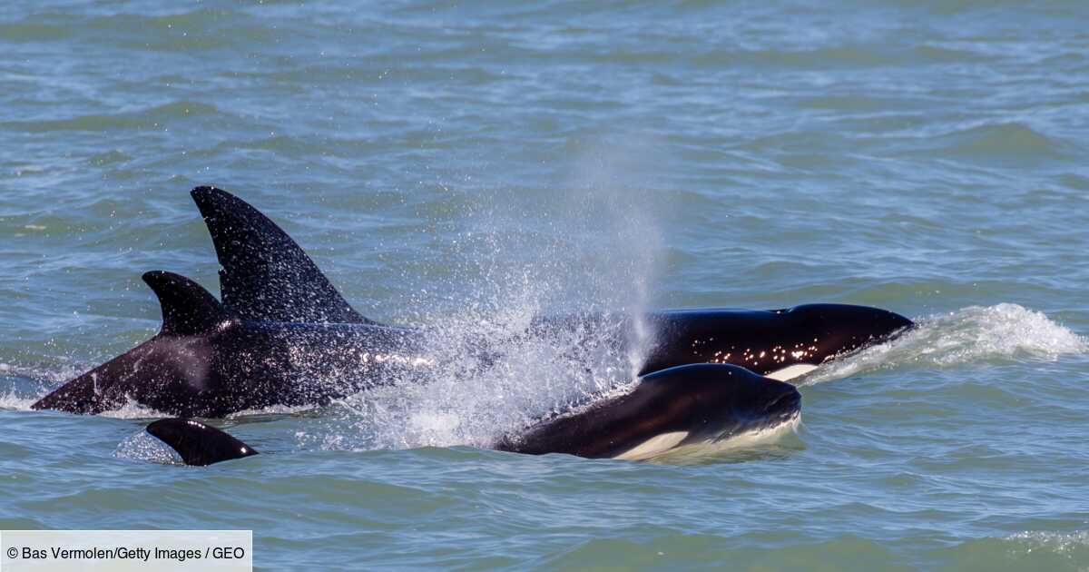 Une Jeune Baleine A Bosse Survit A L Attaque D Une Quinzaine D Orques En Australie Geo Fr