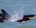 Une jeune baleine à bosse survit à l'attaque d'une quinzaine d'orques en Australie
